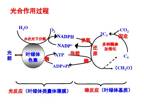 5.光合作用的原理和应用(共18张)
