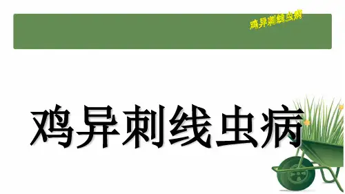 鸡异刺线虫病