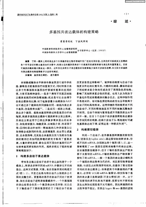 多基因共表达载体的构建策略
