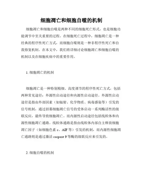 细胞凋亡和细胞自噬的机制