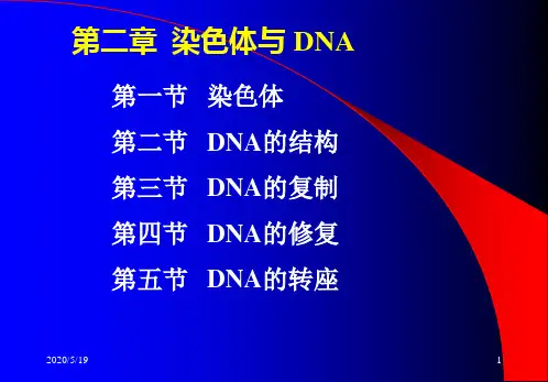大学分子生物学经典课件第二章 染色体与DNA