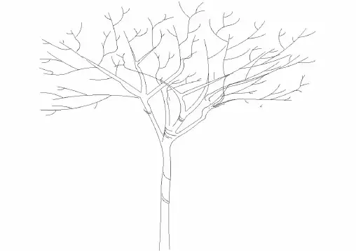 【CAD图纸】红枫(立面图)