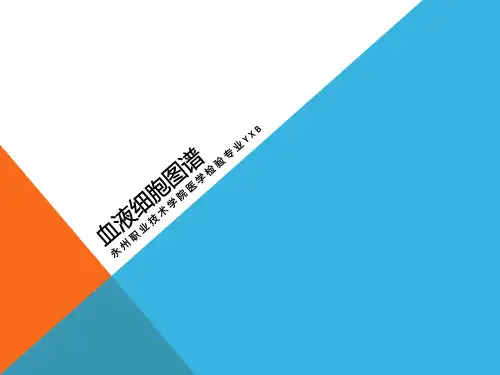 血液细胞图谱
