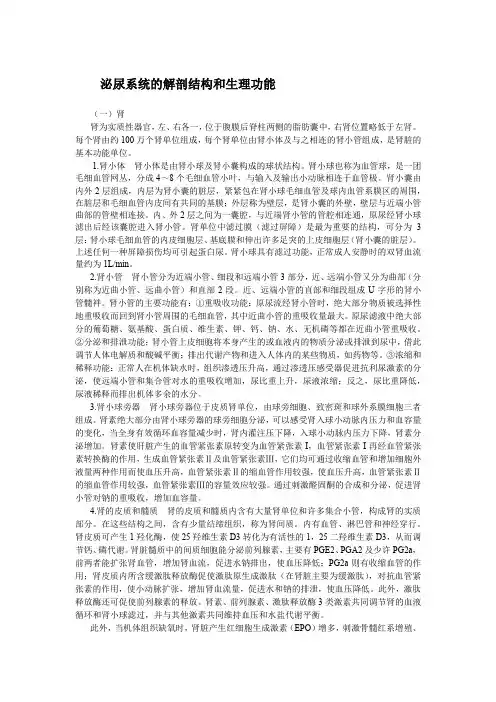 泌尿系统的解剖结构和生理功能