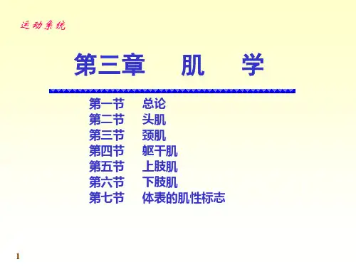 人体系统解剖教程-运动系统-肌学