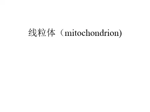 线粒体