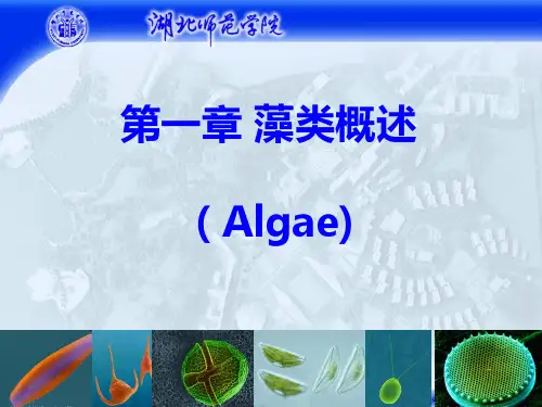 藻类概述_HJJ