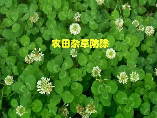 农田杂草识别与防除ppt课件
