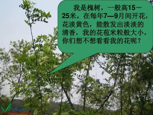 《槐乡的孩子》PPT课件