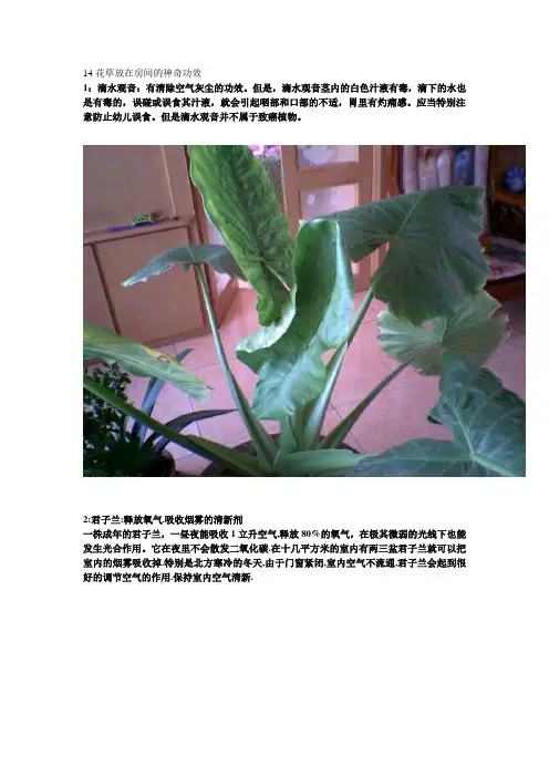 室内植物选择大全