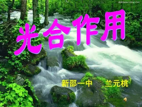 光合作用 第二课时