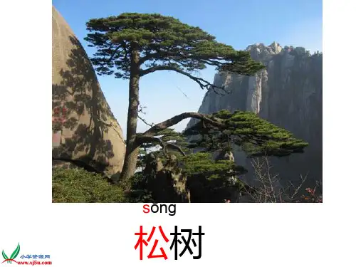 苏教版一年级下册《小松树和大松树》课件ppt
