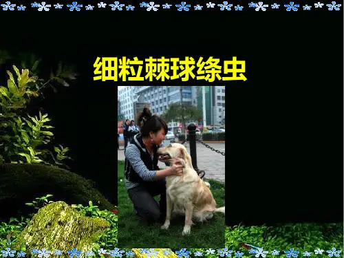 寄生虫检验细粒棘球绦虫