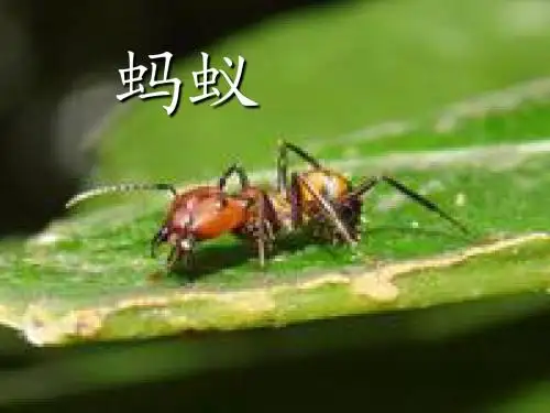 蚂蚁 (4)