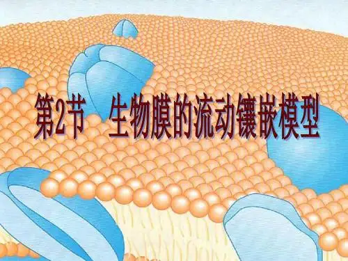 高中生物生物膜的流动镶嵌模型PPT53 人教课标版