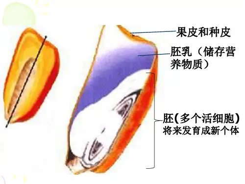 细胞膜和细胞壁(高中生物)