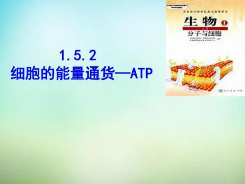 5.2《细胞的能量“通货”-ATP》ppt教学课件高品质版