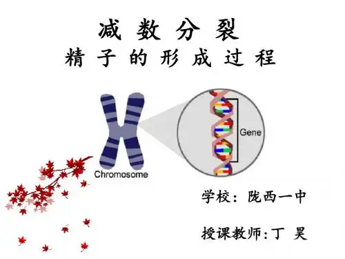 丁昊-减数分裂.PDF