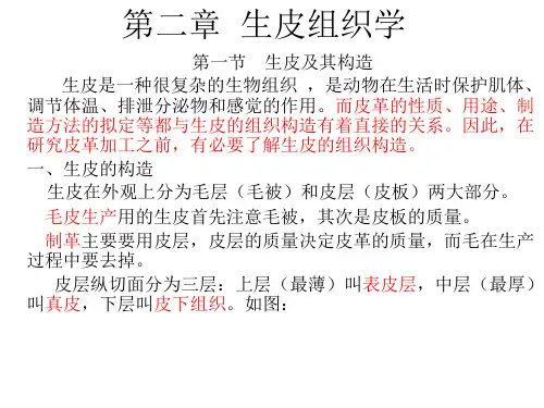 第二章 生皮组织学