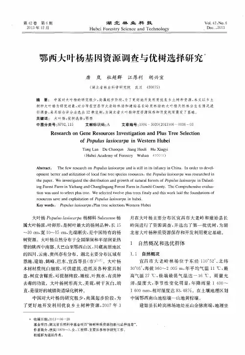 鄂西大叶杨基因资源调查与优树选择研究