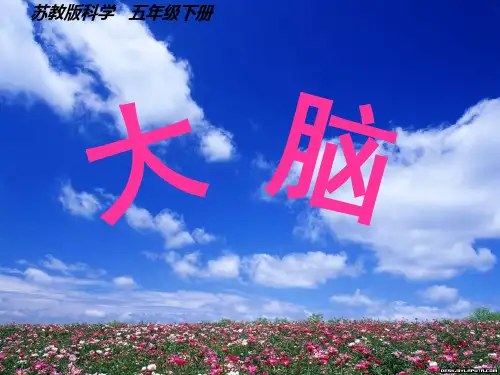 《大脑》课件PPT