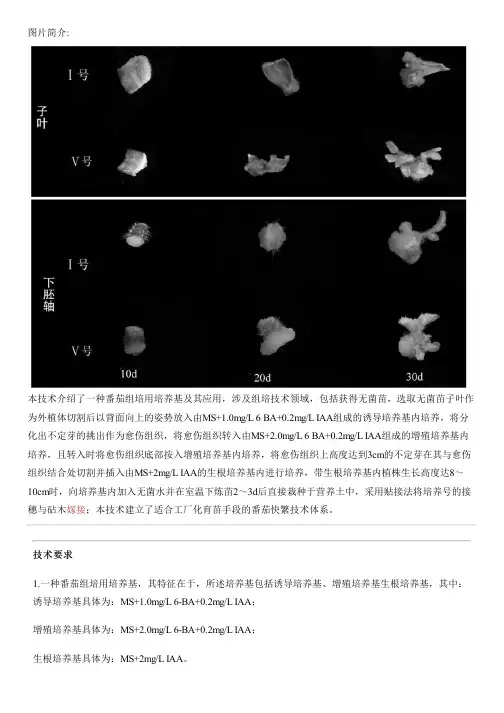 番茄组培用培养基及其应用的制作方法
