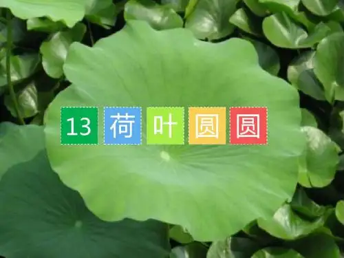 部编版语文课件一年级下册13课件.公开课《荷叶圆圆》06