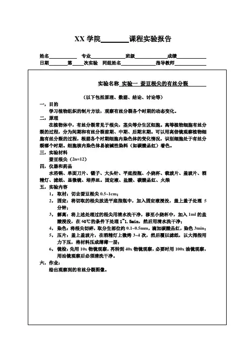 蚕豆根尖的有丝分裂实验报告