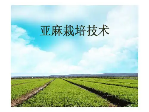 亚麻栽培技术28页PPT