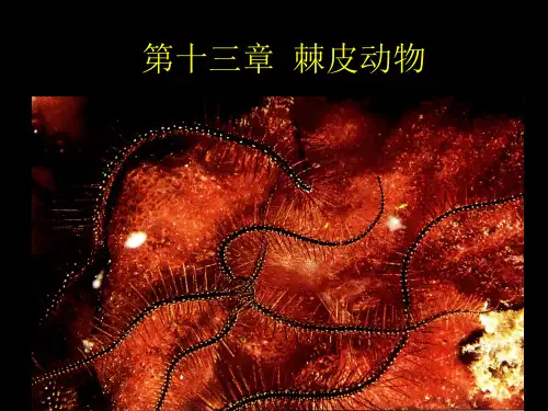 (完整版)第十三章棘皮动物