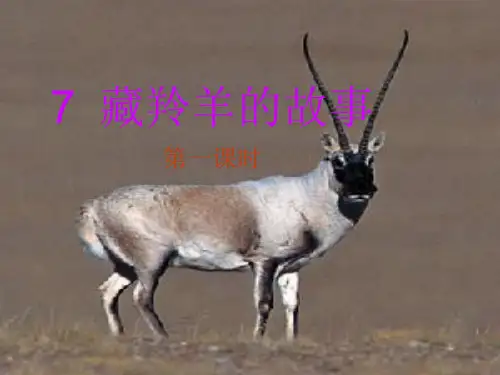 7  藏羚羊的故事