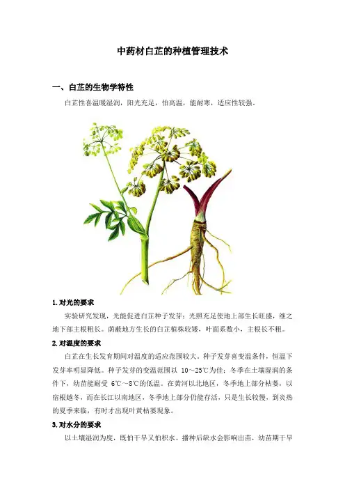 中药材白芷的种植管理技术