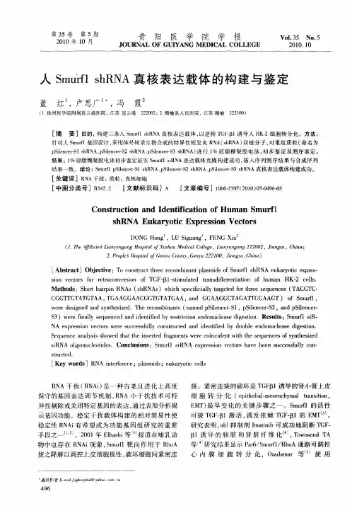 人Smurf1 shRNA真核表达载体的构建与鉴定