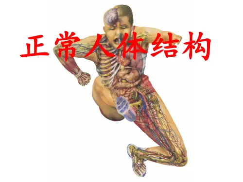 正常人体结构-人体解剖-绪论