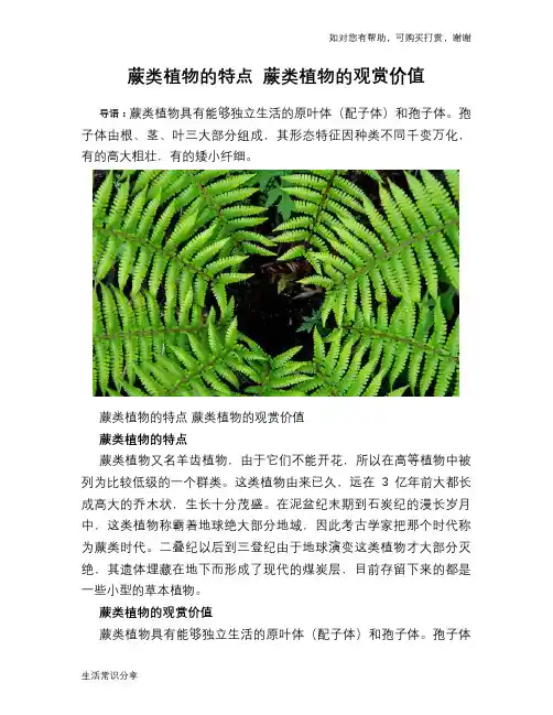 蕨类植物的特点 蕨类植物的观赏价值