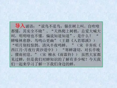 19 蝉