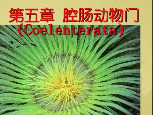 4腔肠动物门