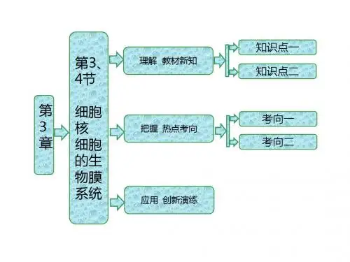 高中生物北师大版必修一课件:第3章 第3、4节 细胞核 细胞的生物膜系统