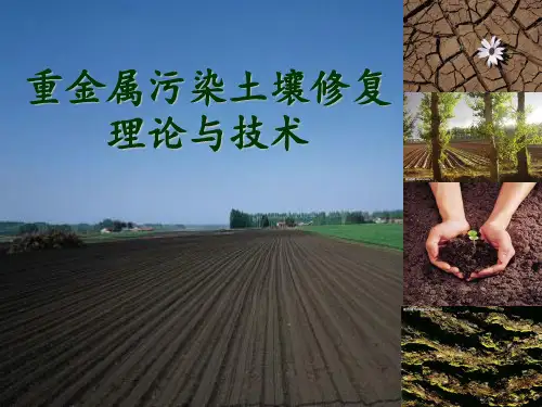 第六章-重金属污染土壤修复理论与技术(4h)PPT课件
