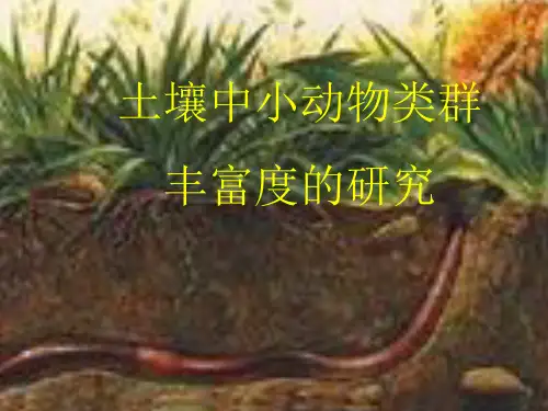 高中生物课件-4.3土壤中小动物类群丰富度的研究