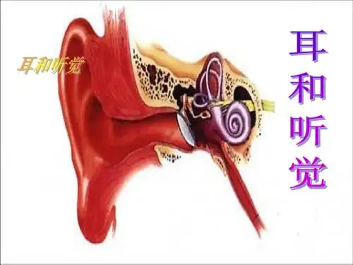 1.3耳和听觉