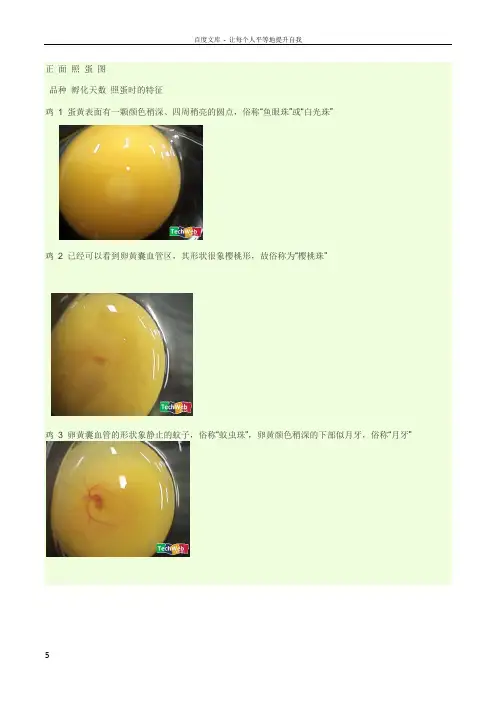 鸡妈妈孵化小鸡