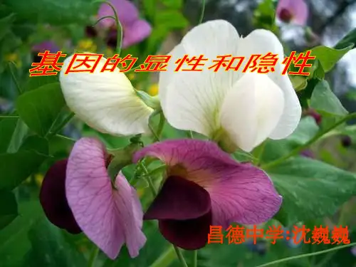 八年级生物基因的显性和隐性PPT课件