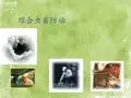 虫害控制培训资料 PPT