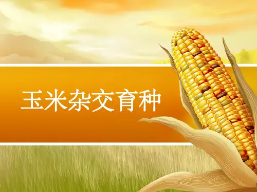 玉米杂交育种方法ppt课件