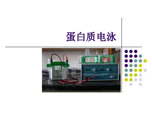 蛋白质电泳