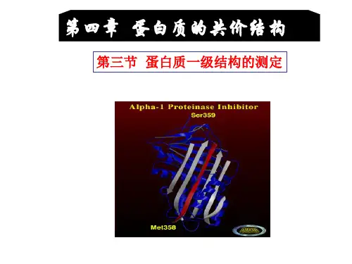 蛋白质一级结构测序解析
