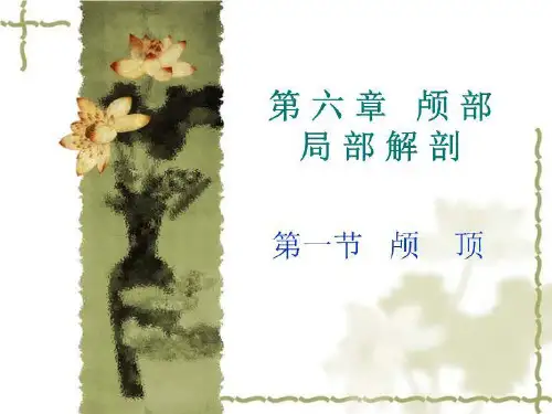 颅部局部解剖