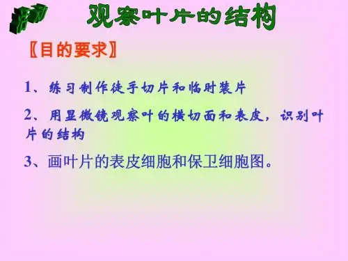 观察叶片的结构