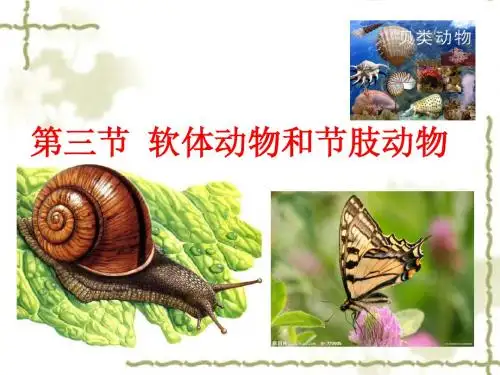 软体动物和节肢动物(共22张PPT)